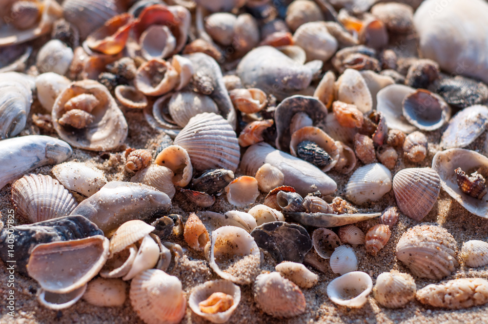 A lot of different cockleshells on the seashore