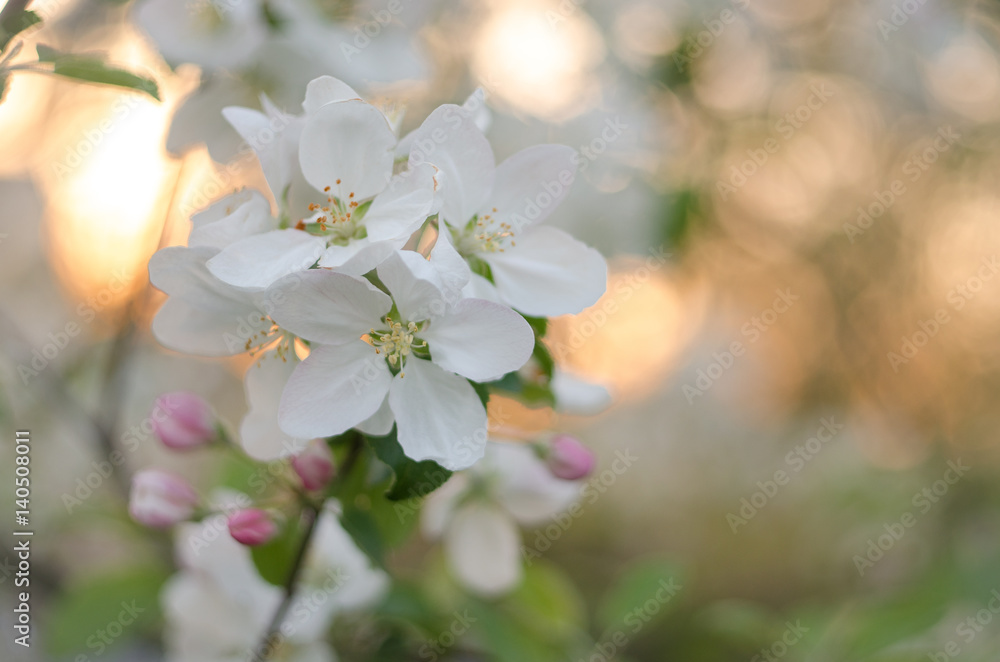blooming Apple tree