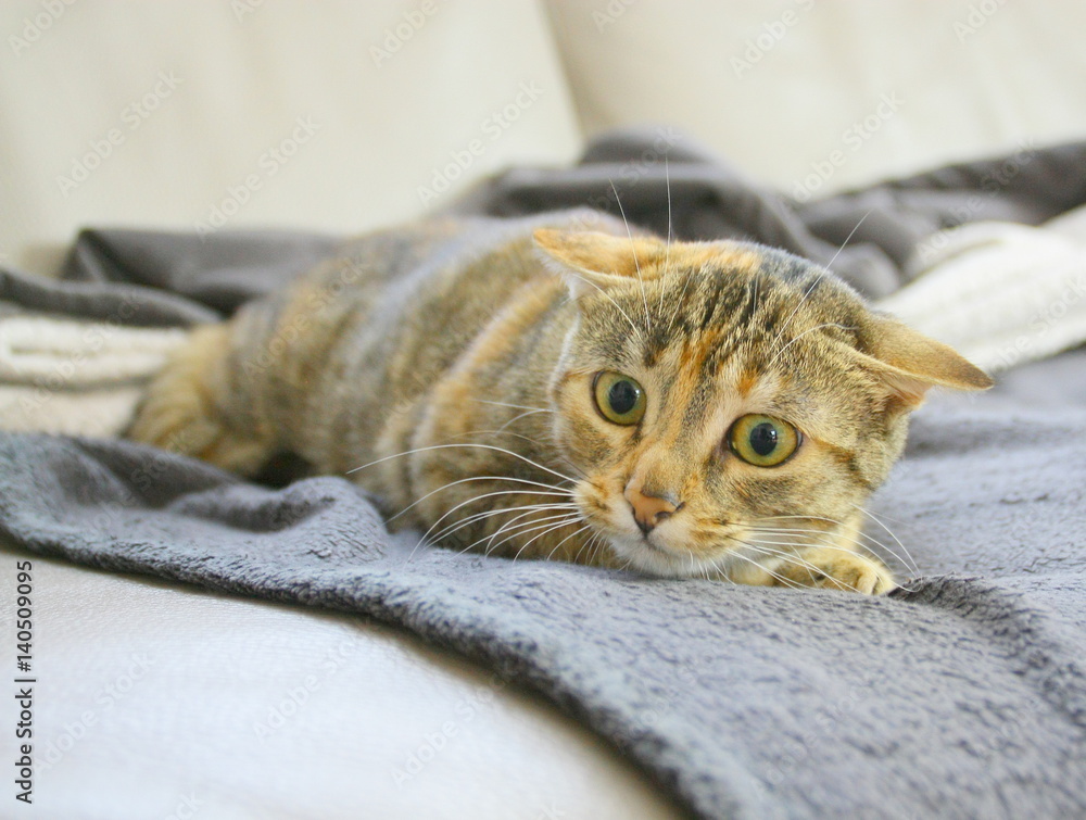 Fototapeta premium chat,expressif,aux oreilles couchées et gros yeux, air méchant