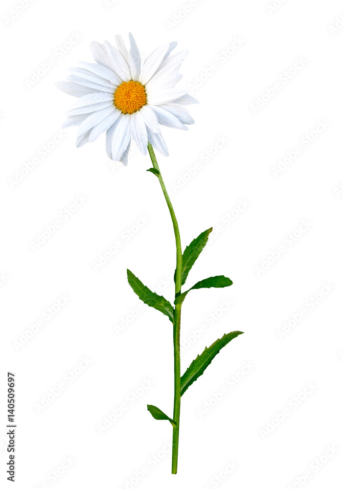 daisies summer flower isolated on white background. daisies summer flower isolated on white background.