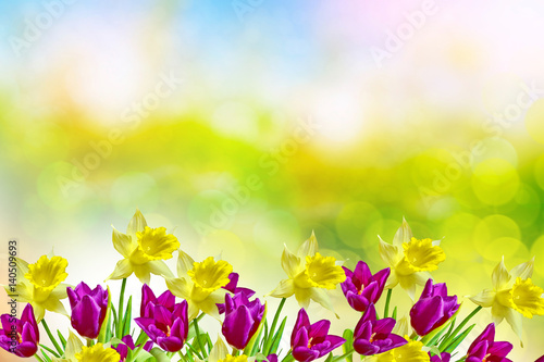 Fototapeta Naklejka Na Ścianę i Meble -  Bright and colorful spring flowers daffodils and tulips