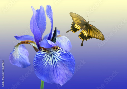 Fototapeta Naklejka Na Ścianę i Meble -  Blue iris and butterfly