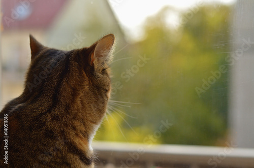 Cat looking out the window, back view