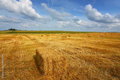 Farmer field of wheat against the blue sky.