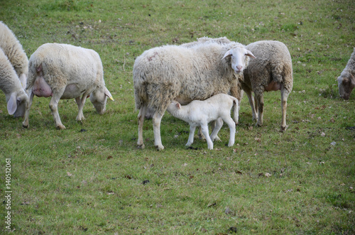 Sheep and lambs grazing in a meadow