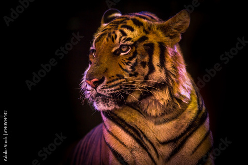 Bengal Tiger portrait looking outside  isolated black on background