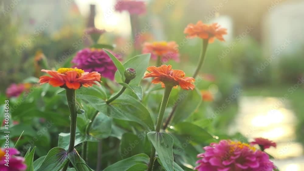 Beautiful colorful flowers in the summer garden in slowmotion with sunshine and lense flare effects. 1920x1080 Beautiful colorful flowers in the summer garden in slowmotion with sunshine and lense flare effects. 1920x1080