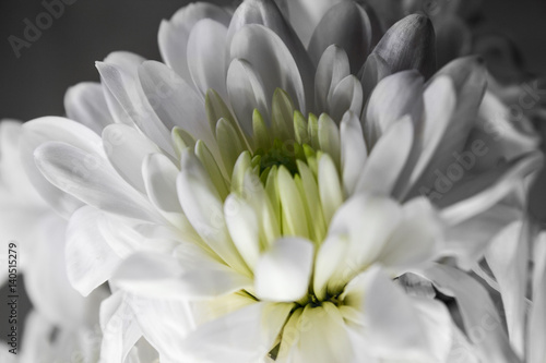 Белые хризантемы  © drweblitlyba
