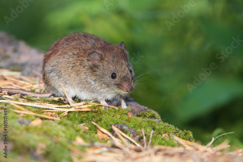 Little forest mouse