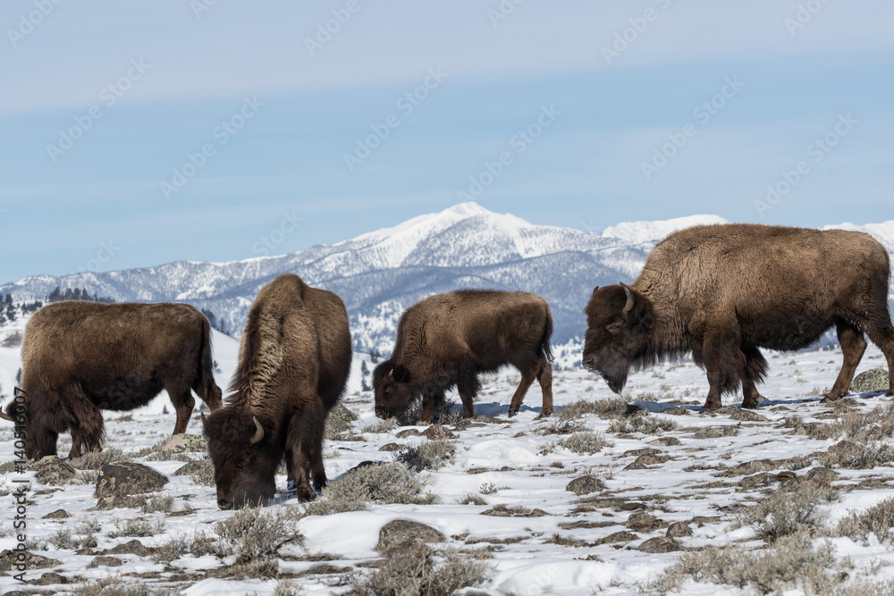 Fototapeta premium American bison