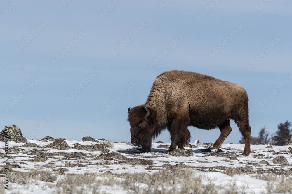 American bison