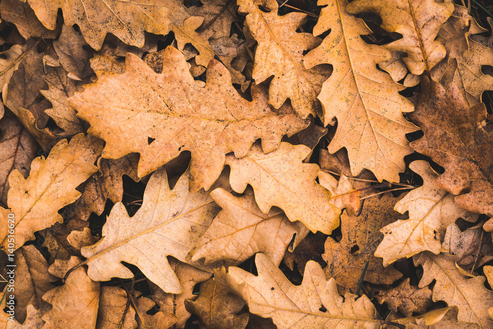 Feuilles mortes Feuilles mortes