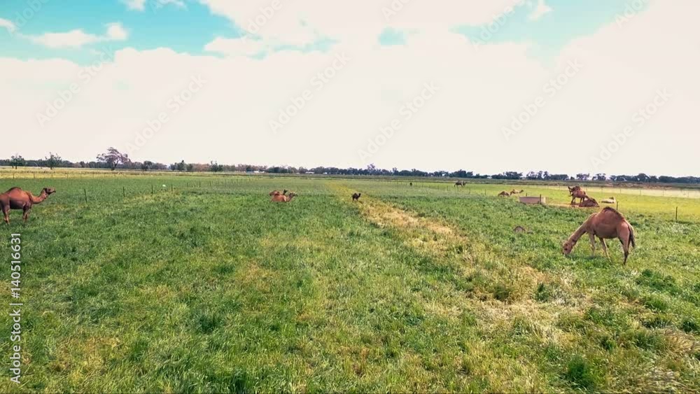 Working yellow farm aerials with camels from bird's-eye Working yellow farm aerials with camels from bird's-eye