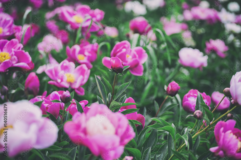 Flowers background. Beautiful pink and red peonies in field. Toning. Flowers background. Beautiful pink and red peonies in field. Toning.