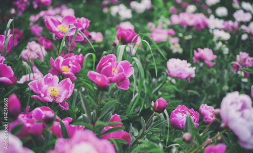 Flowers background. Beautiful pink and red peonies in field. Toning.