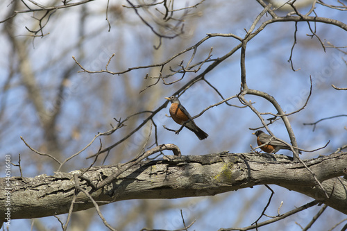 robin pair