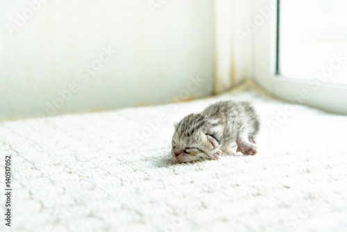 Fototapeta Naklejka Na Ścianę i Meble -  Cute newborn kitten