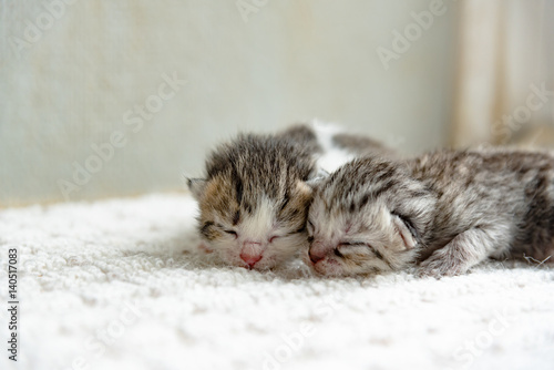 Cute newborn kitten