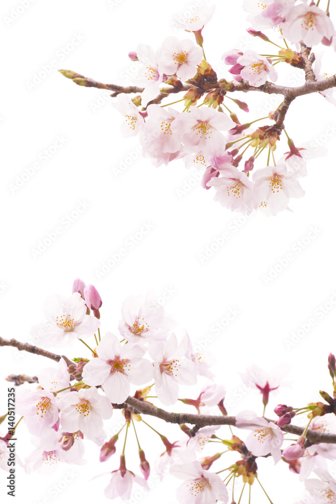 Obraz premium 桜の素材