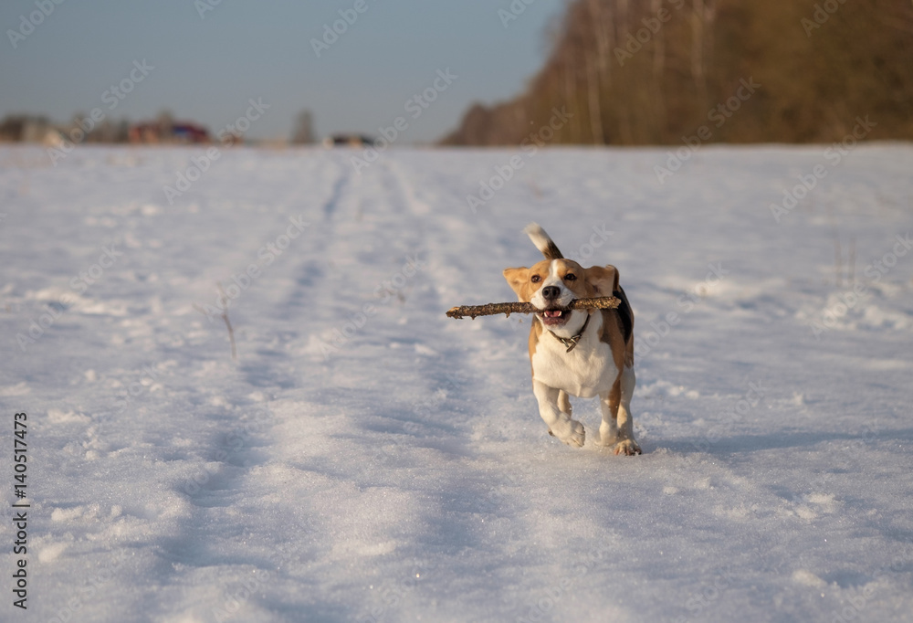 Portrait of a Beagle on a spring walk