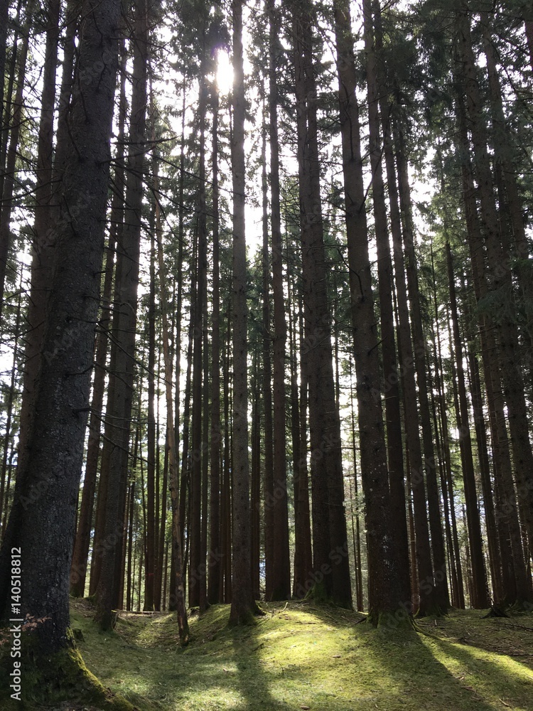 Fototapeta premium Wald mit Sonne und Schatten