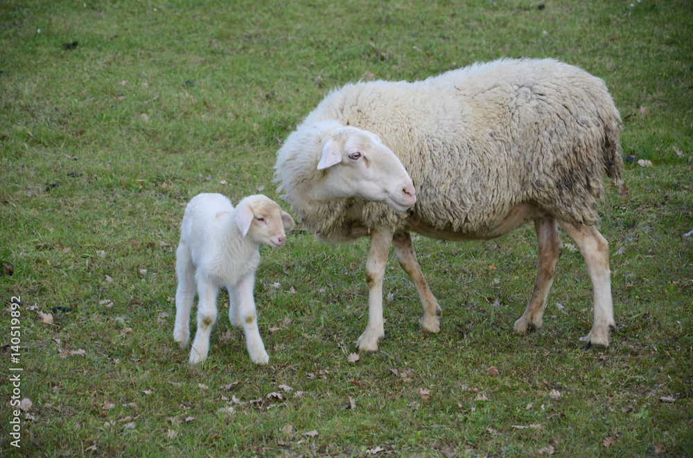 Obraz premium Sheep and lambs grazing in a meadow