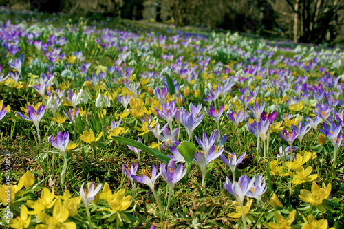 Krokusse, Schneeglöckchen und Anemonen