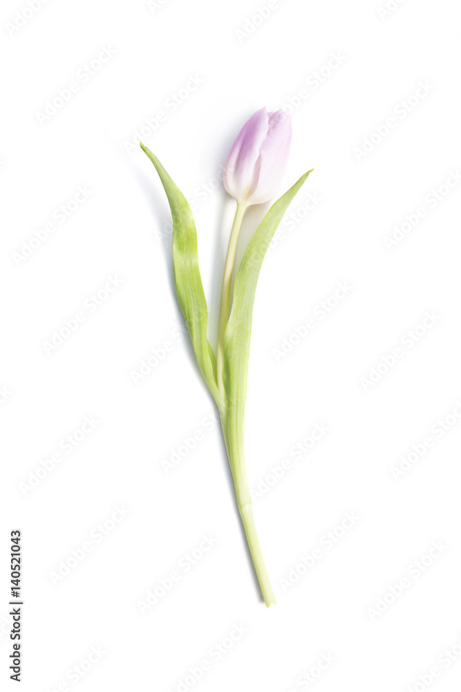 Fototapeta premium Pink flower tulip isolated on white background
