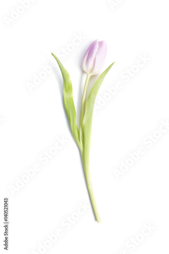 Pink flower tulip isolated on white background