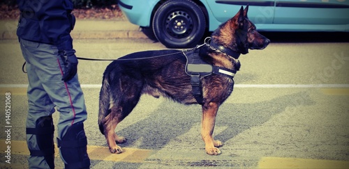 trained police dog during surveillance along the streets of the