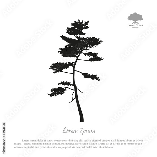 Black silhouette of a pine on a white background