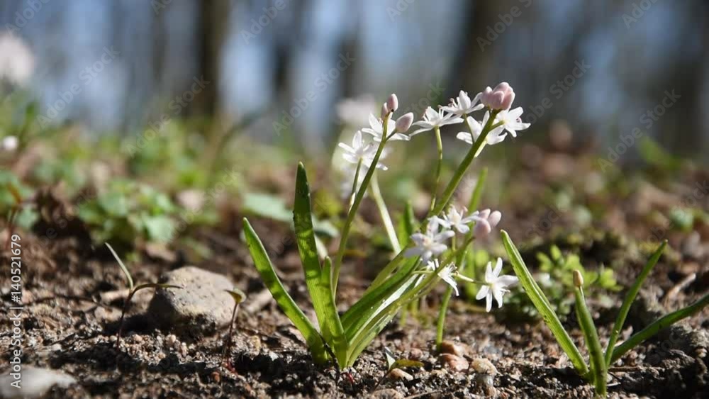 Small white flowers (Scilla bifolia) in the woods. Small white flowers (Scilla bifolia) in the woods.