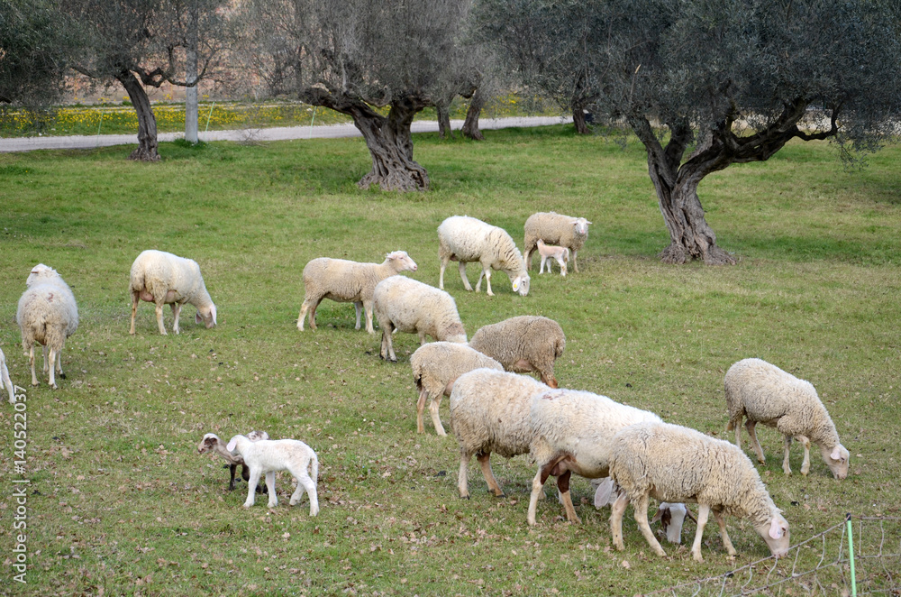 Fototapeta premium Sheep and lambs grazing in a meadow