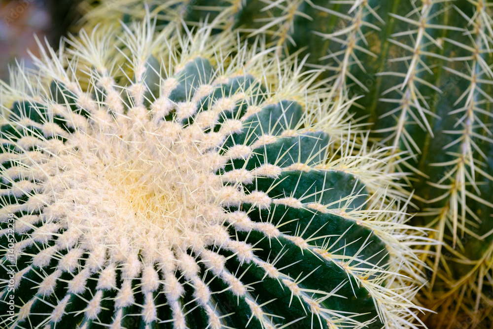 Cactus details macro close up background Cactus details macro close up background