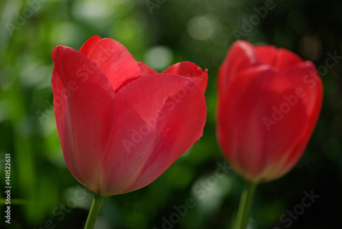 Tulipes roses au printemps au jardin