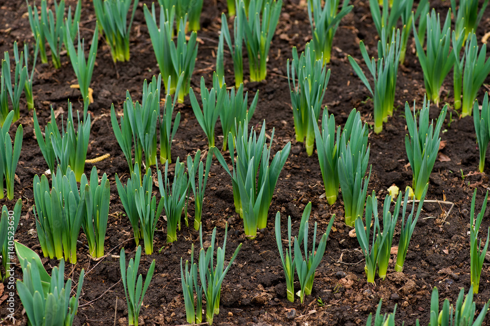 Obraz premium Sprouted spring flowers daffodils in early spring garden