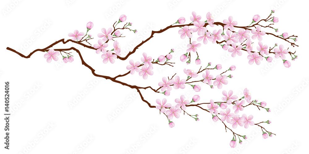 Horizontal branch of cherry blossoms. Realistic vector illustration on isolated background. - obrazy, fototapety, plakaty 