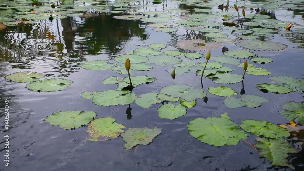 Lake with water lilies and floating red fish in a tropical climate on a hot Sunny day Lake with water lilies and floating red fish in a tropical climate on a hot Sunny day
