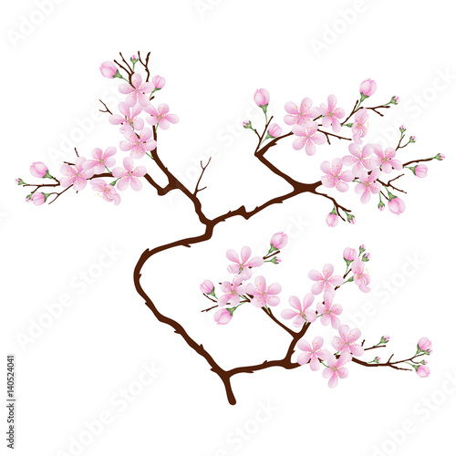 Vertical  branch of cherry blossoms. Realistic vector illustration on isolated background.