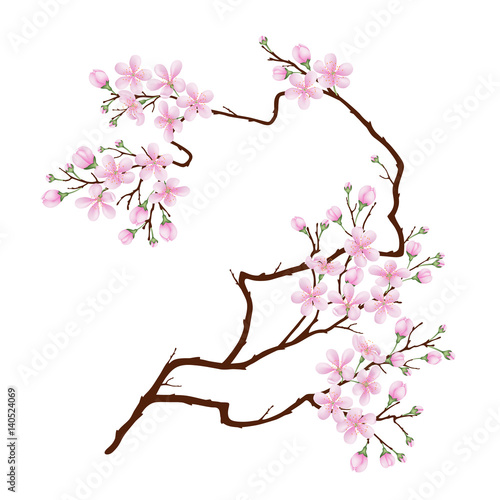 Vertical curved branch of cherry blossoms. Realistic vector illustration on isolated background.