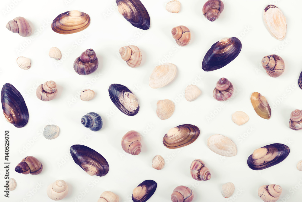 sea shells on white. top view sea shells on white. top view