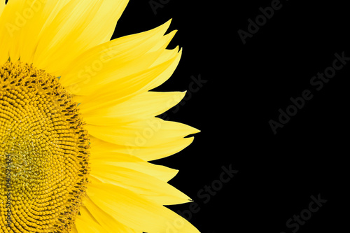 Fragment of blooming sunflower closeup isolated on a black background. Agricultural background with copy space.
