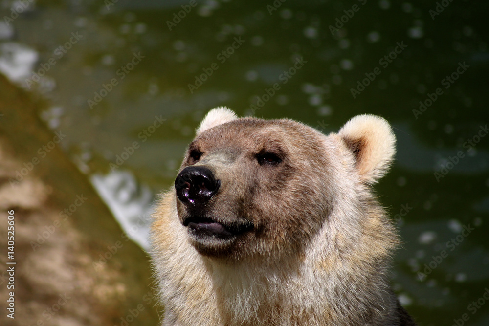 Obraz premium Ein Hybridbär in einem Zoo