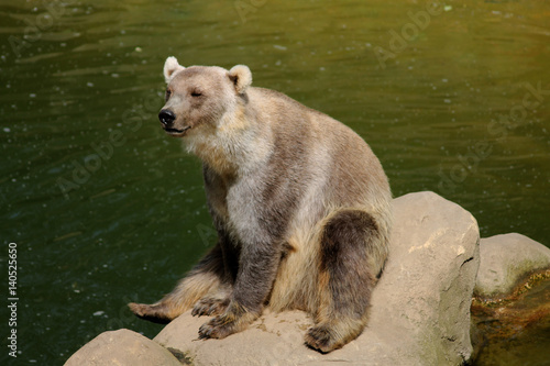 Ein Hybridbär in einem Zoo