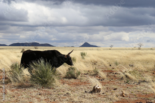 Wild yak in a dry field in Arizona