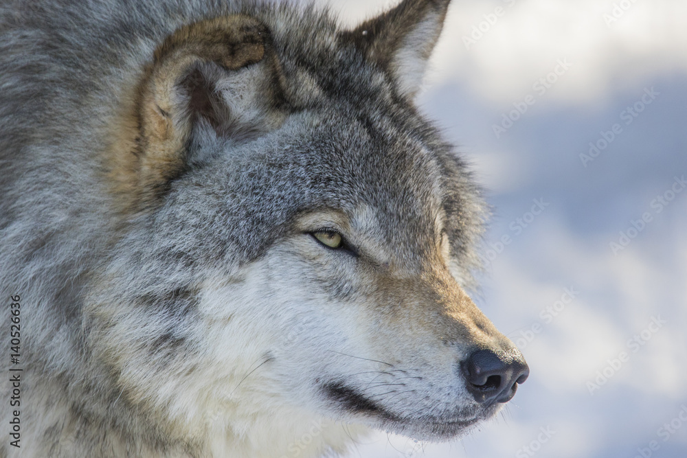 Wolf portrait