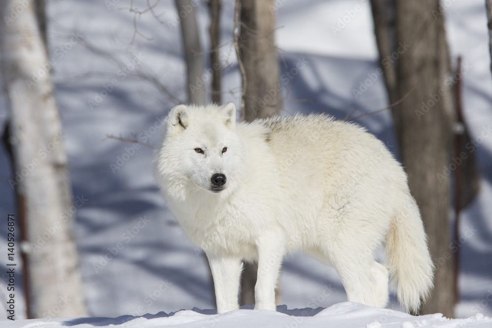 Fototapeta premium Arctic wolf in winter