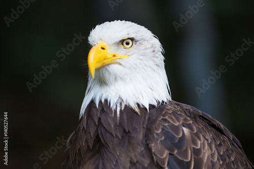 Portrait of Bald eagle (Haliaeetus leucocephalus)