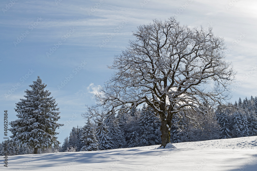 Deciduous tree with winter landscape Deciduous tree with winter landscape