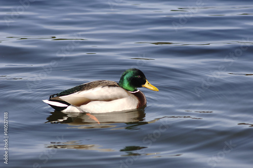 Ente auf einem Teich